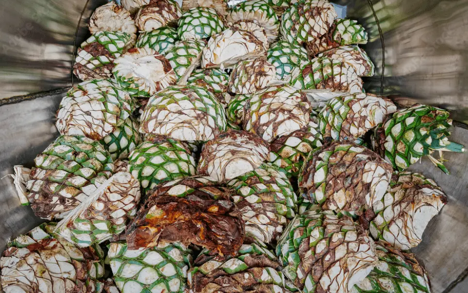Destilado Agave