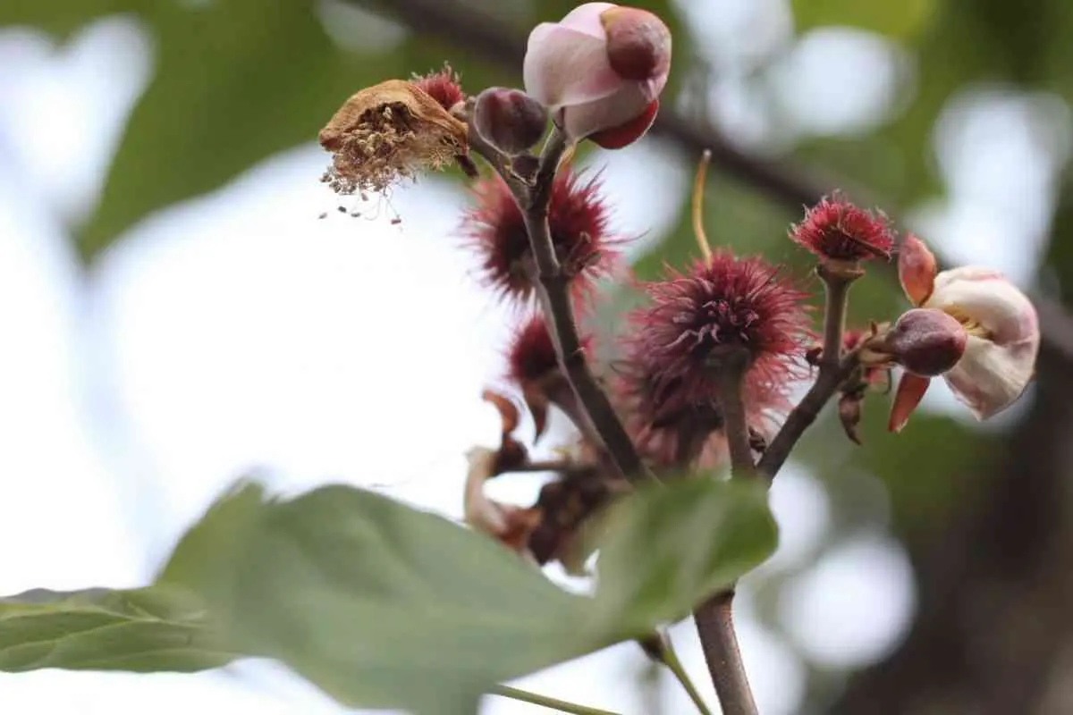 Achiote: un tesoro yucateco. — Casas en Valladolid
