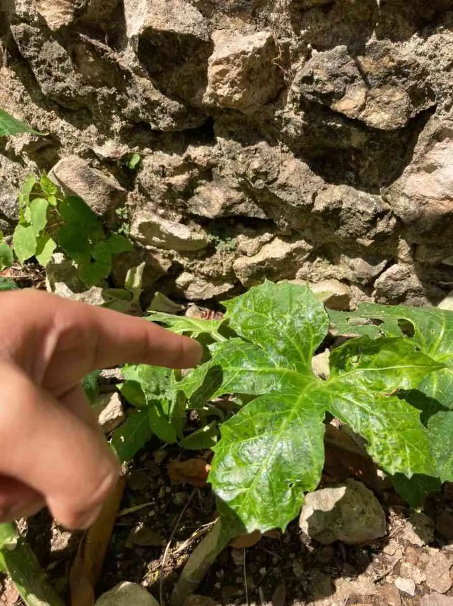 Chaya: una maravilla yucateca. — Casas en Valladolid