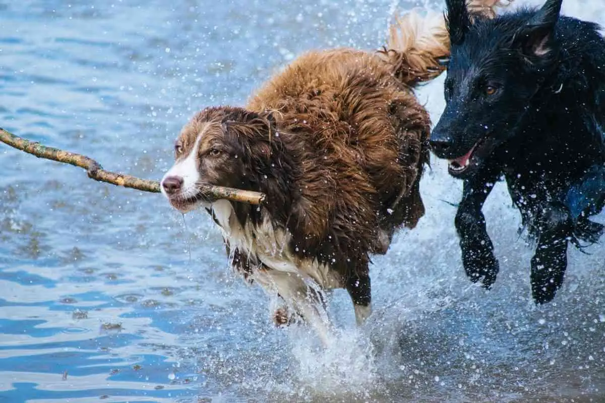 Cuidados de mascotas en climas cálidos.