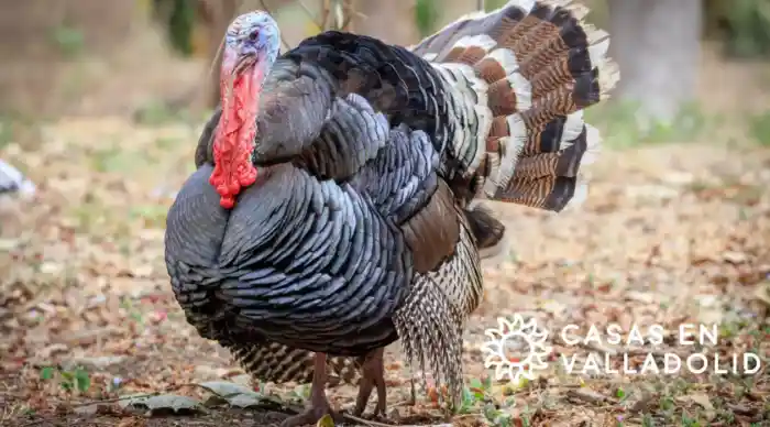 El pavo en la cultura yucateca: tradición, sabor e identidad